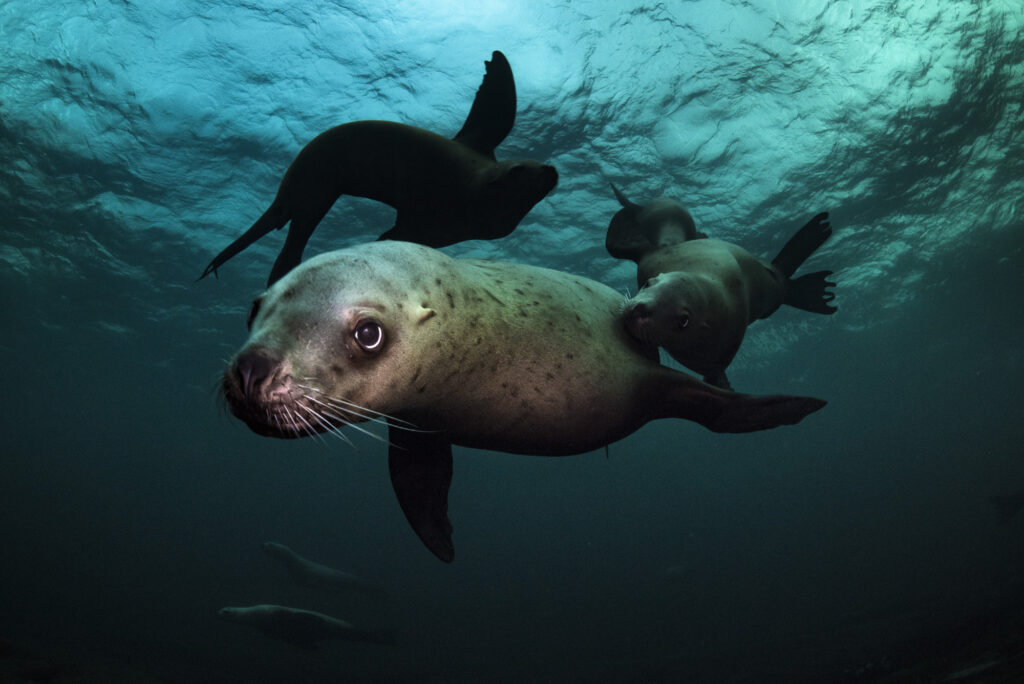Steller sea lions near Hornby Island in British Columbia