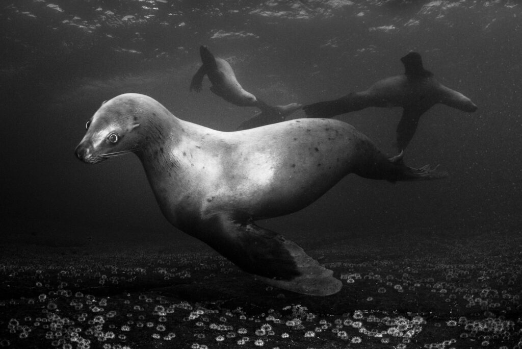 Steller sea lions near Hornby Island in British Columbia