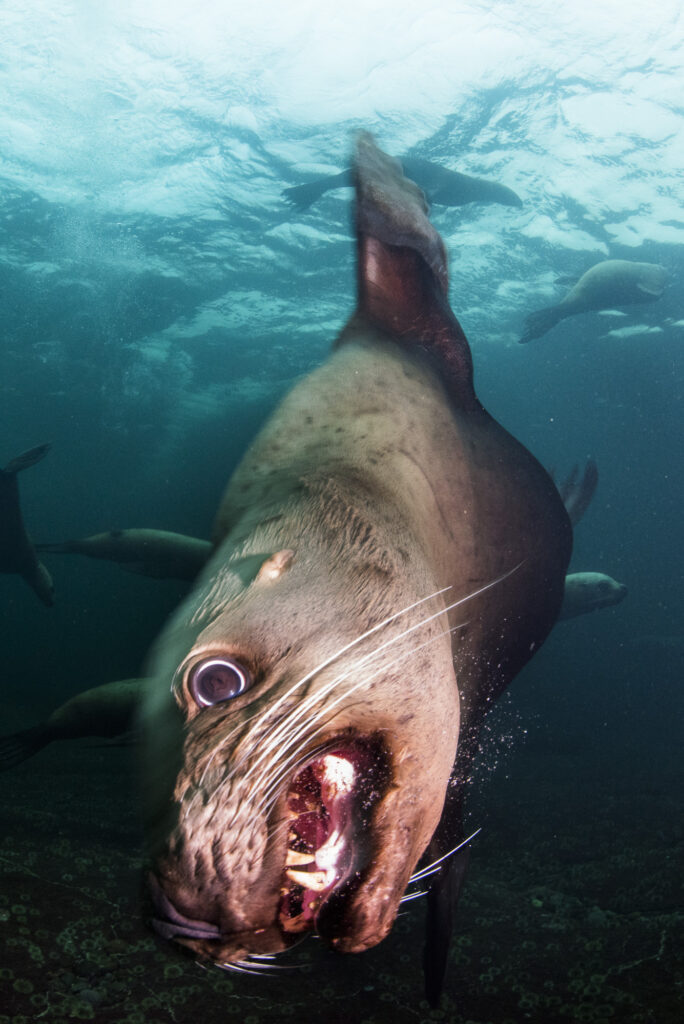 Steller sea lions near Hornby Island in British Columbia