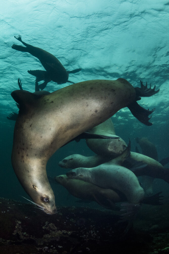 Steller sea lions near Hornby Island in British Columbia