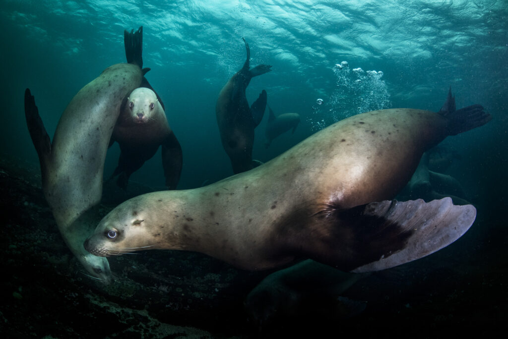 Steller sea lions near Hornby Island in British Columbia