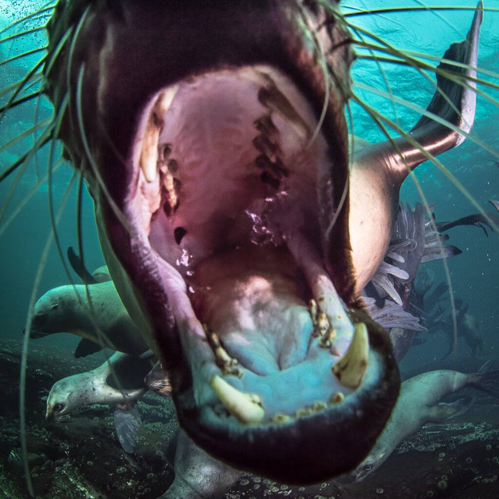Steller sea lions near Hornby Island in British Columbia