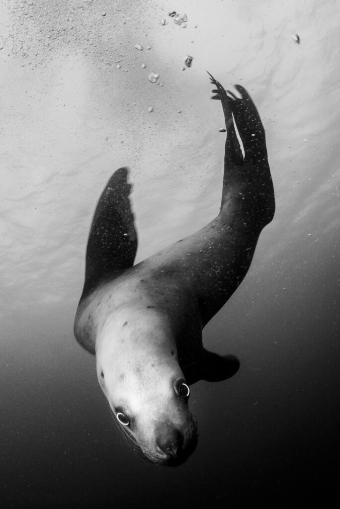 Steller sea lions near Hornby Island in British Columbia