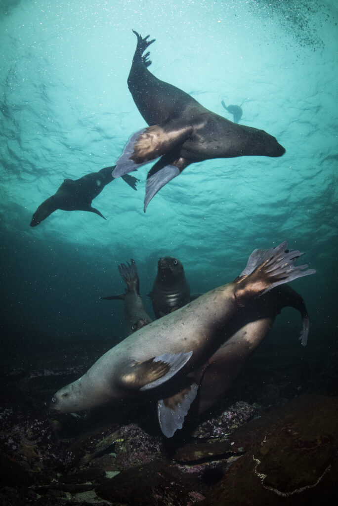 Steller sea lions near Hornby Island in British Columbia