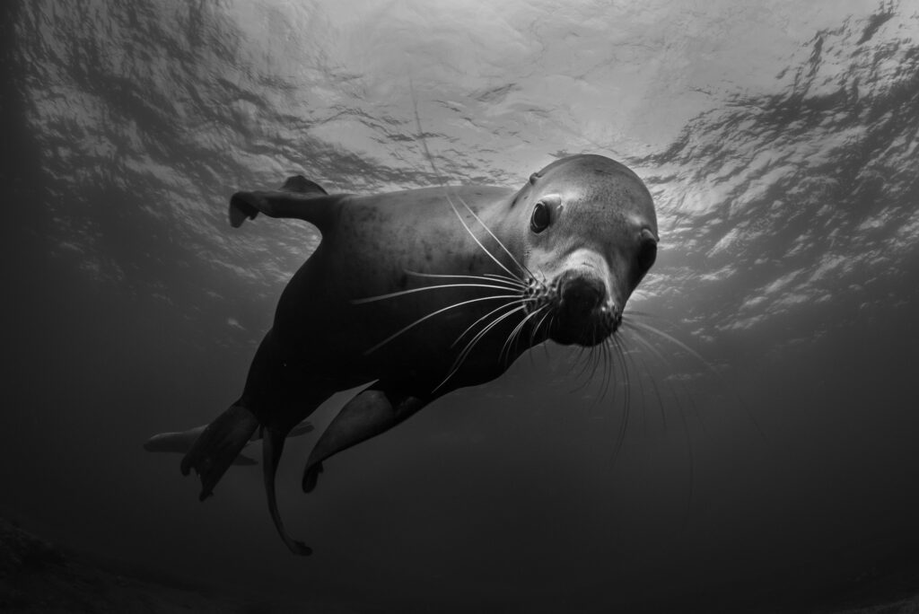 Steller sea lions near Hornby Island in British Columbia