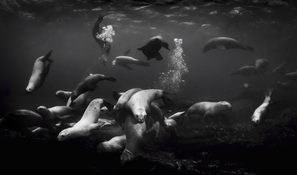 Steller sea lions near Hornby Island in British Columbia