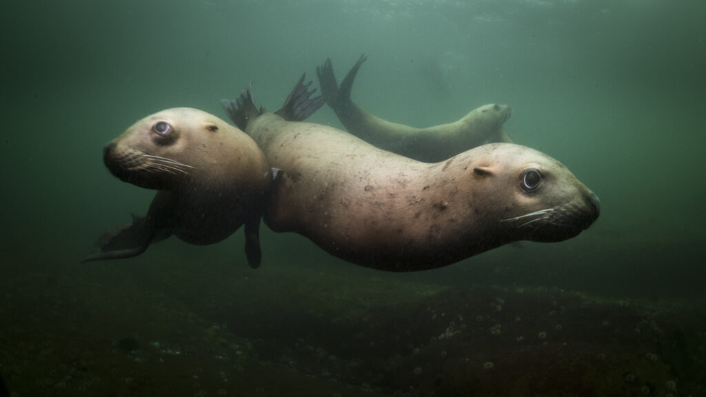 Steller sea lions near Hornby Island in British Columbia
