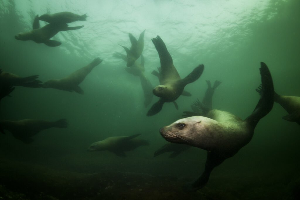 Steller sea lions near Hornby Island in British Columbia