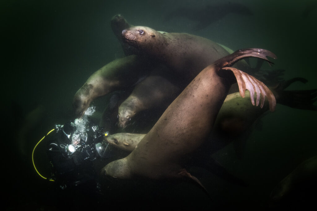 Steller sea lions and a diver near Hornby Island in British Columbia