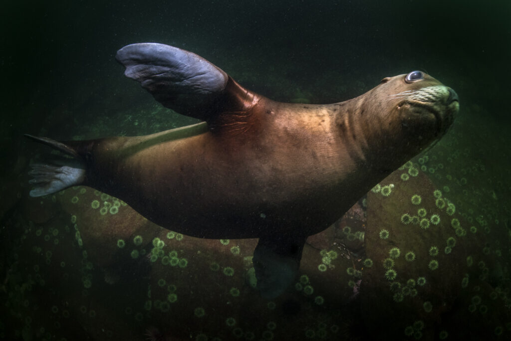 A Steller sea lion near Hornby Island in British Columbia