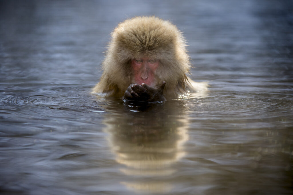 Snow Monkeys (Japanese macaques) near Nagano, Japan
