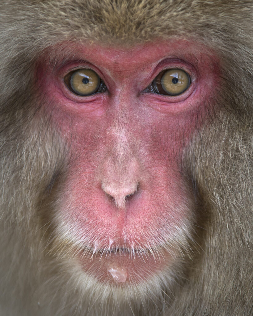 Snow Monkeys (Japanese macaques) near Nagano, Japan