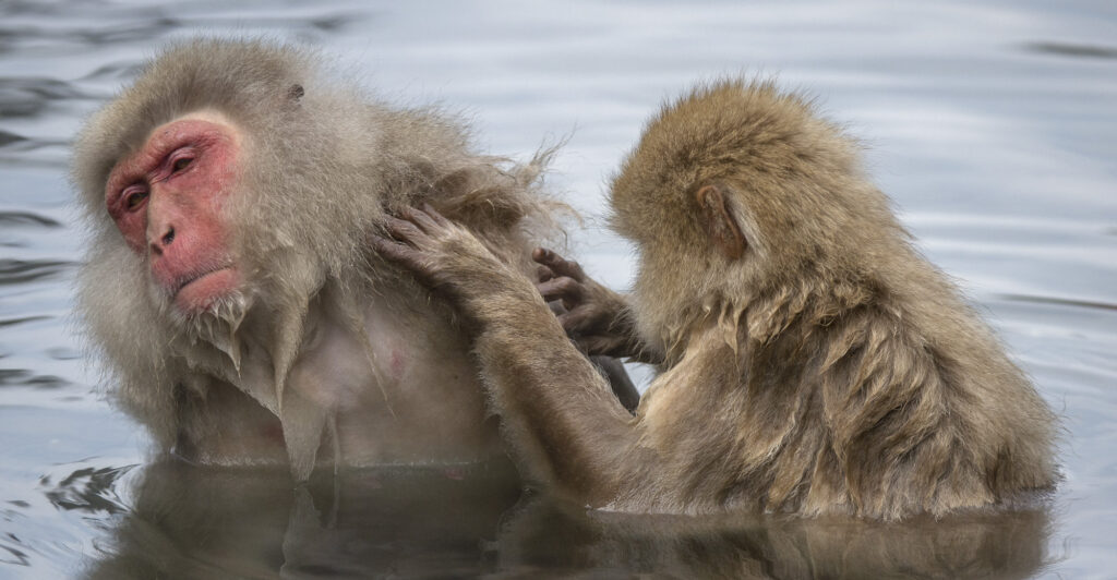 Snow Monkeys (Japanese macaques) near Nagano, Japan