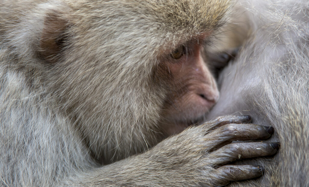 Snow Monkeys (Japanese macaques) near Nagano, Japan