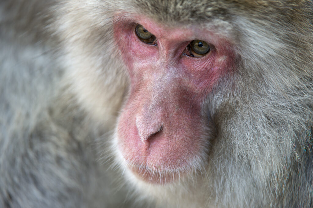 Snow Monkeys (Japanese macaques) near Nagano, Japan