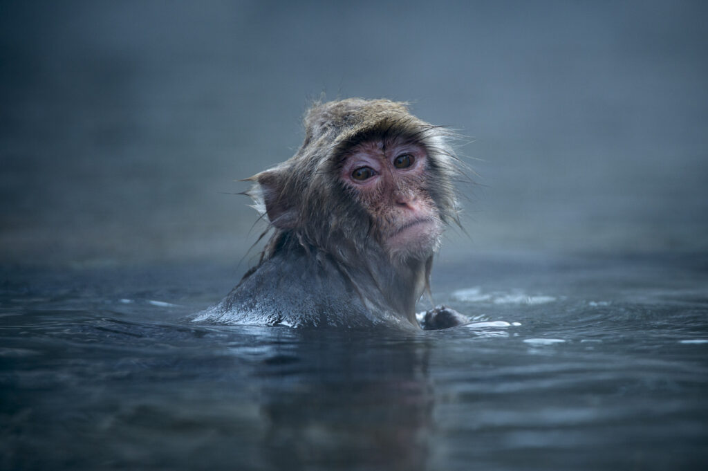 Snow Monkeys (Japanese macaques) near Nagano, Japan