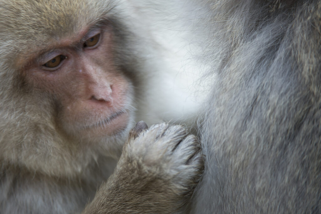 Snow Monkeys (Japanese macaques) near Nagano, Japan