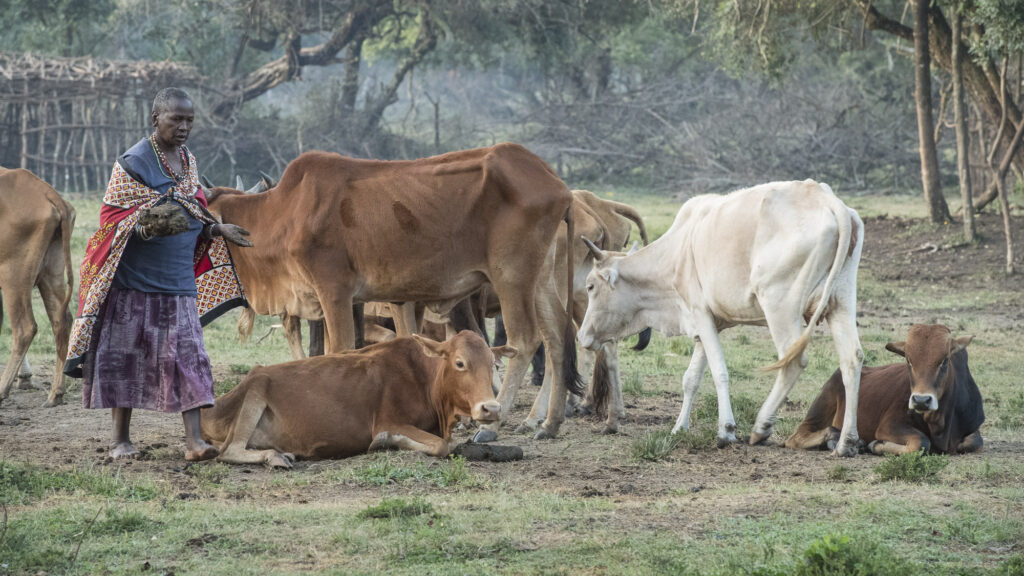 An older Maasai woman tends the family cattle.
