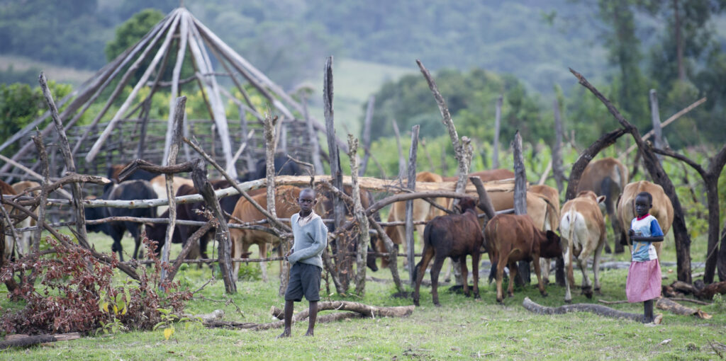Young Maasai boys are respinsible for tending to cattle before school.