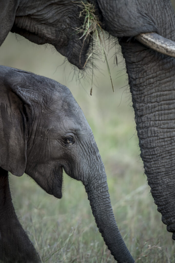 A baby elephant and mother in Kenya's Masai Mara