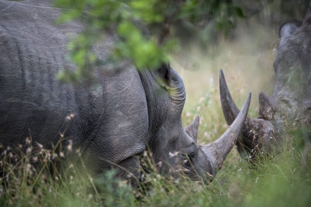 Two white rhinos in Kenya's Masai Mara