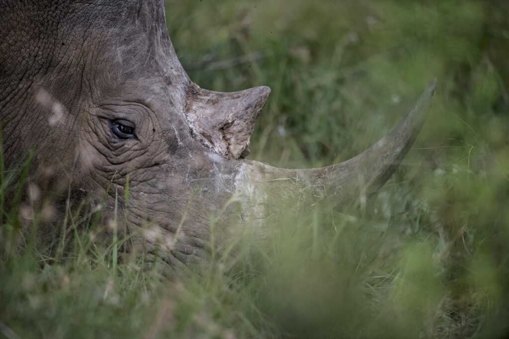 A lone white rhino in Kenya's Masai Mara