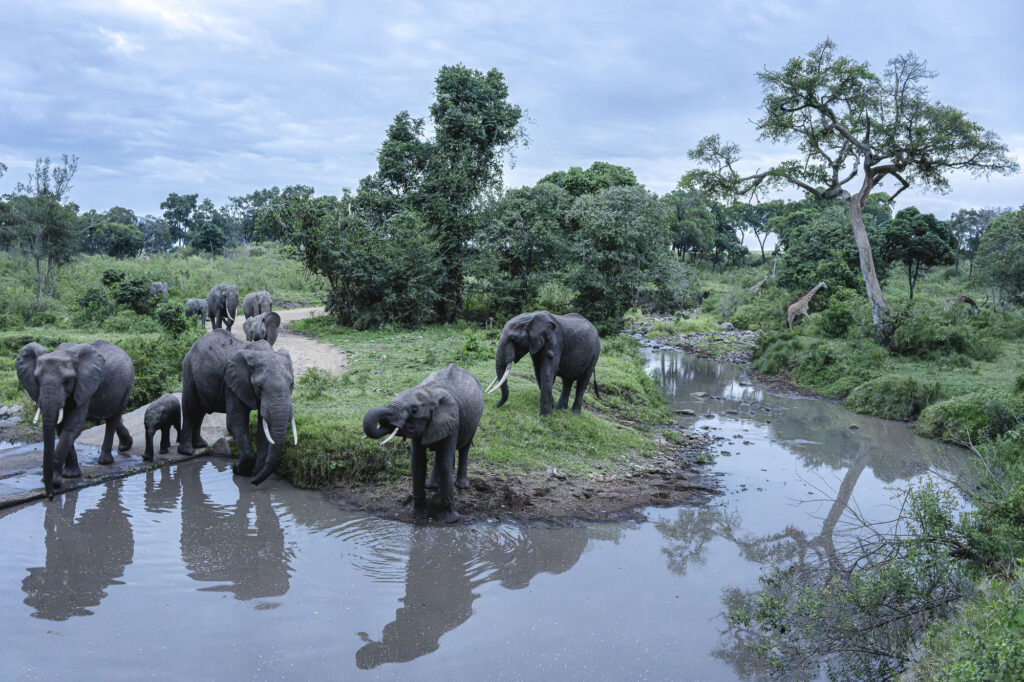 After the giraffes moved on, elephants came to drink in a pool in Kenya's Masai Mara