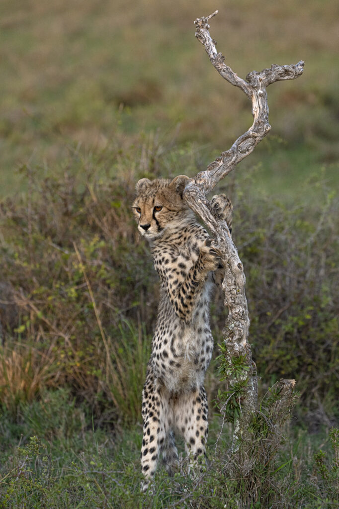 A cheetah cub scratches on a tree in Kenya's Masai Mara