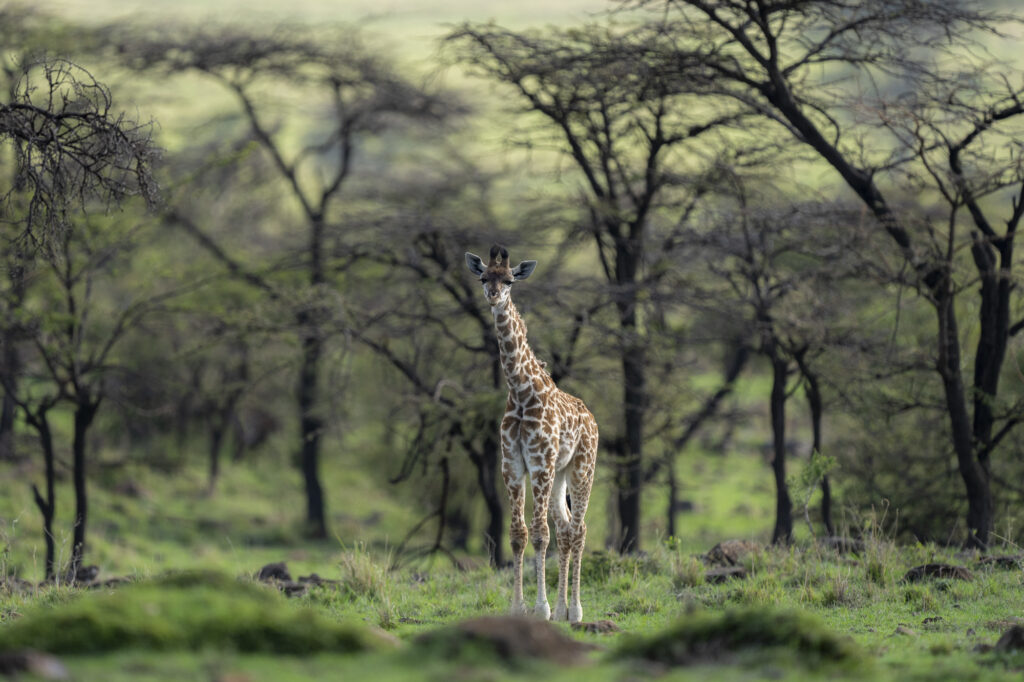 A juvenile giraffe in Kenya's Masai Mara