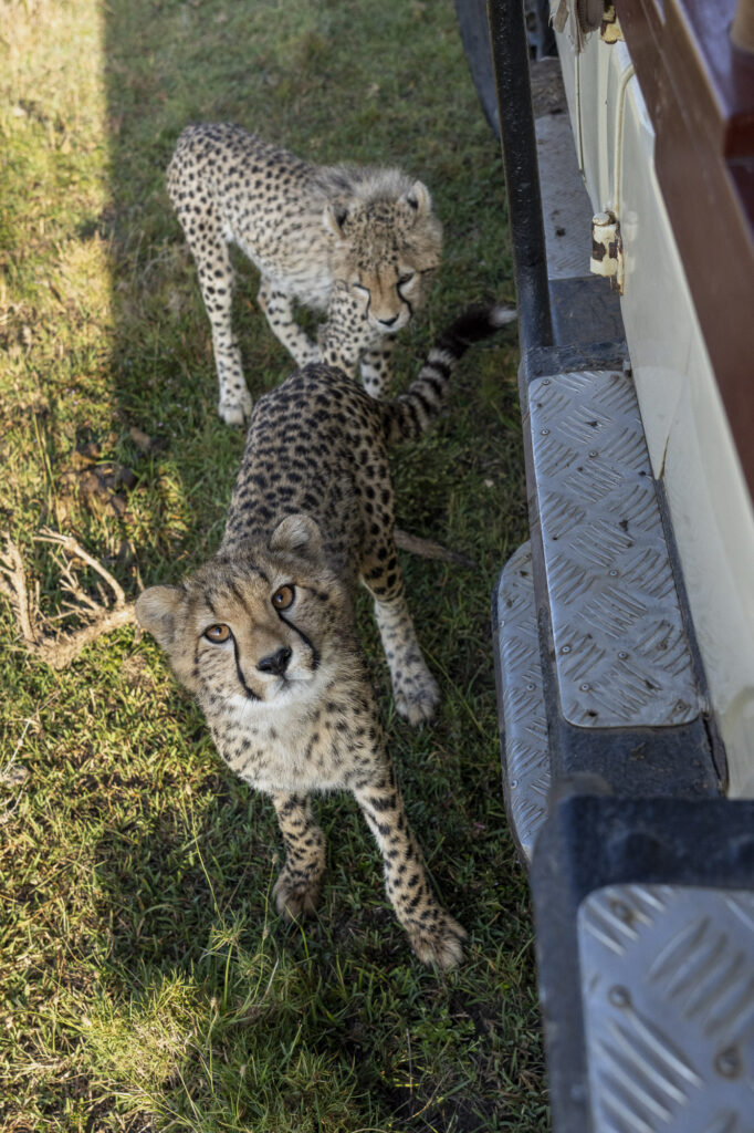 Cheetah cubs stare up at a photographer in Kenya's Masai Mara