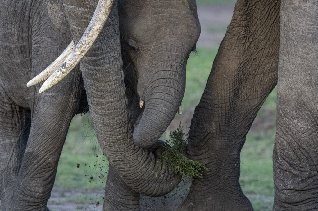 Elephants digging in Kenya's Masai Mara