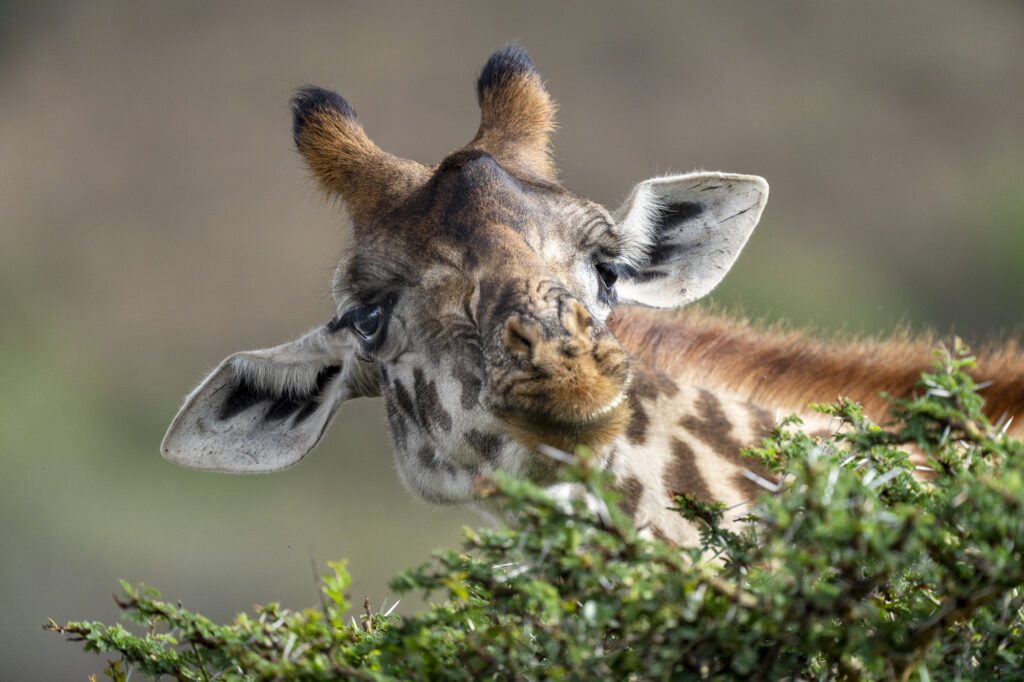 A giraffe grazes on the top of an acacia tree in Kenya's Masai Mara