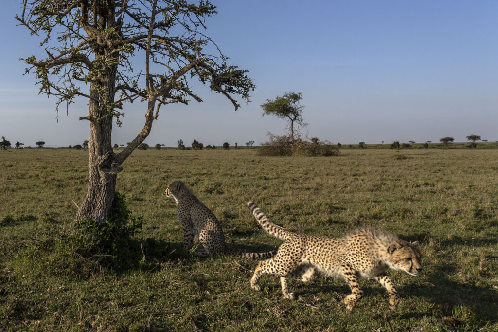 A cheetah cub starts to run in Kenya&rsquo;s Masai Mara