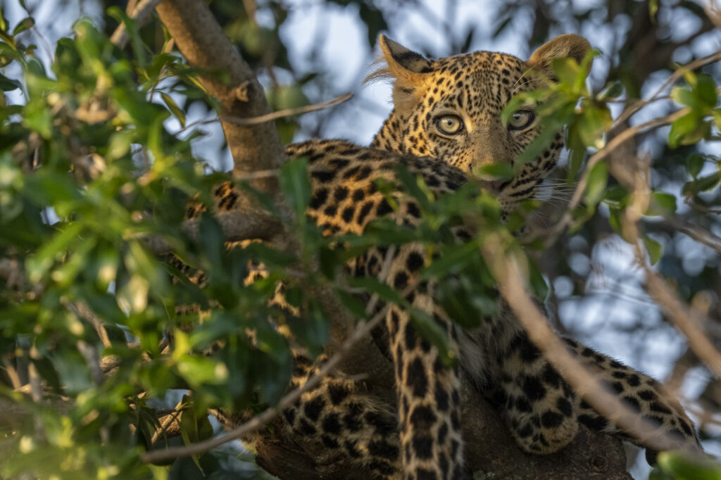 A leopard looks out from a tree in Kenya's Masai Mara