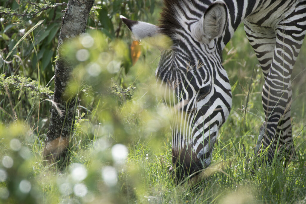 A zebra feeds on long grass in Kenya's Masai Mara