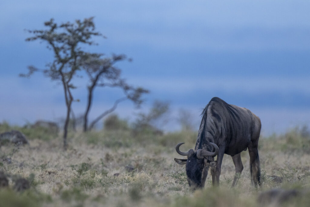 A lone wildebeest in Kenya's Masai Mara