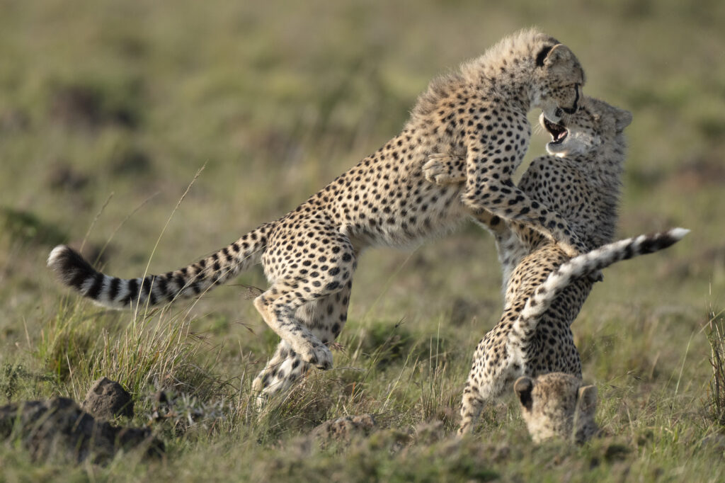 Cheetah cubs play fighting in Kenya's Masai Mara