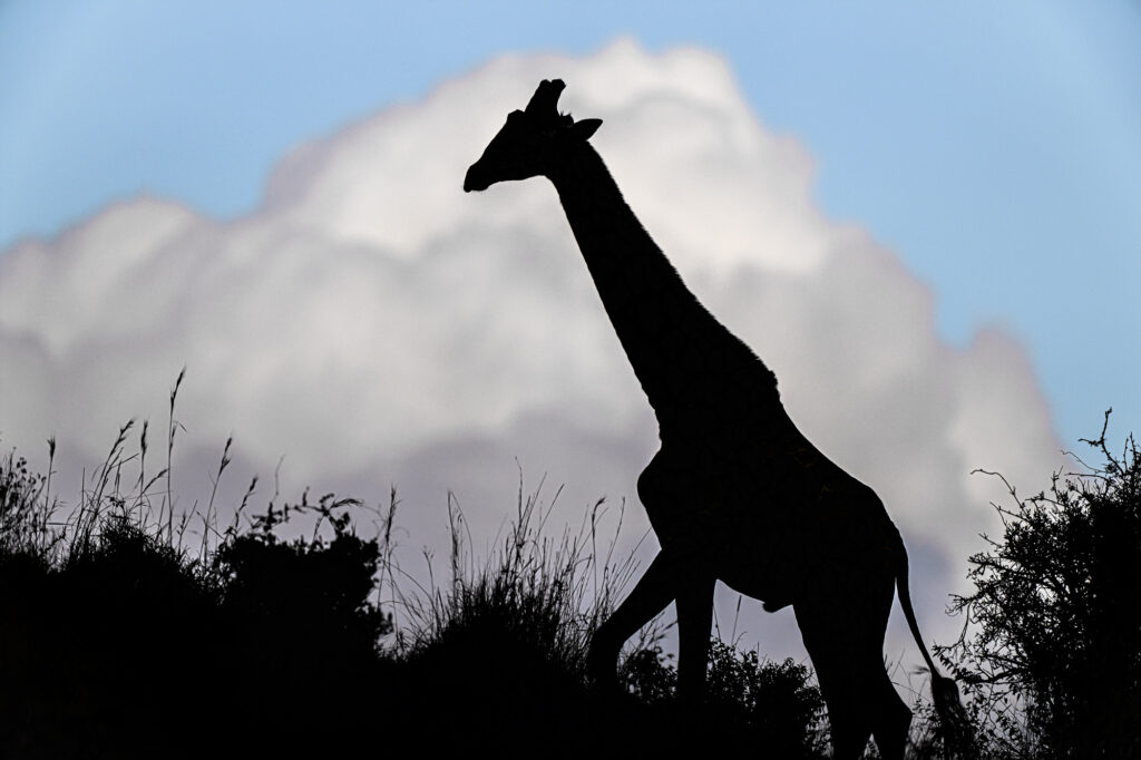 An adult male giraffe at sunset in Kenya's Masai Mara