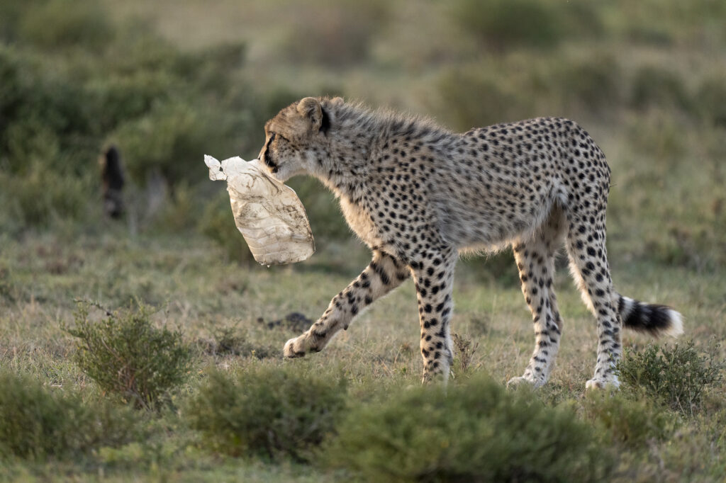 A cheetah plays with a discarded plastic bottle in Kenya's Masai Mara