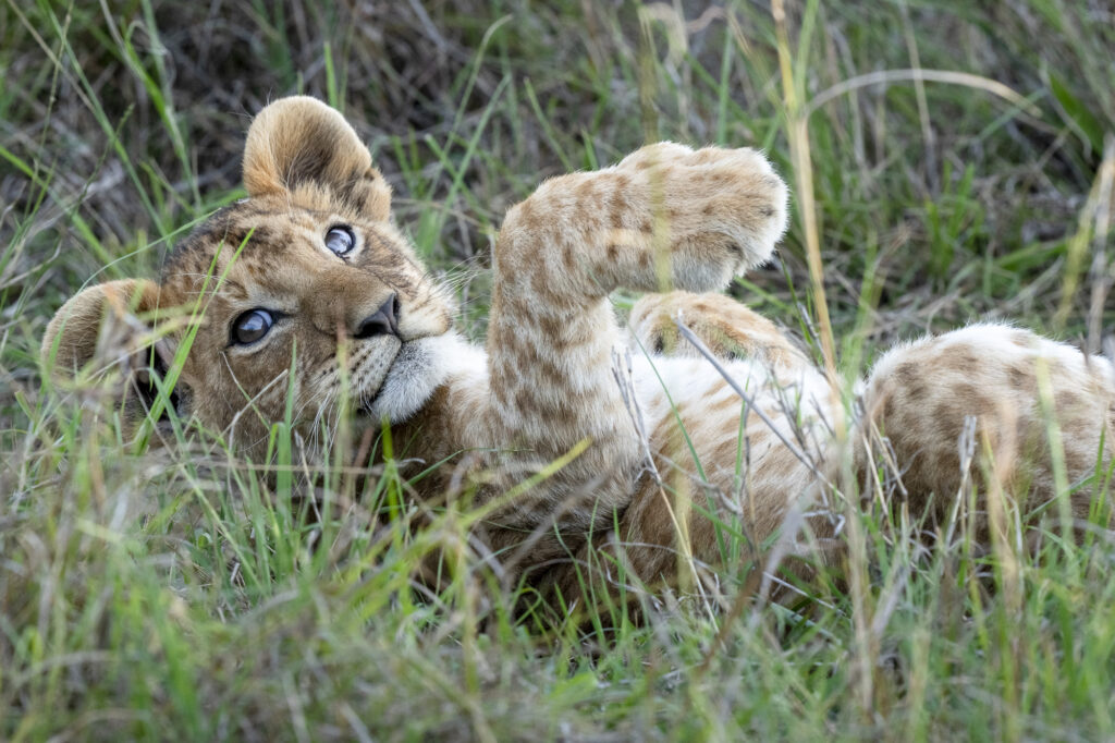 A lion cub rolls in the grass in Kenya's Masai Mara