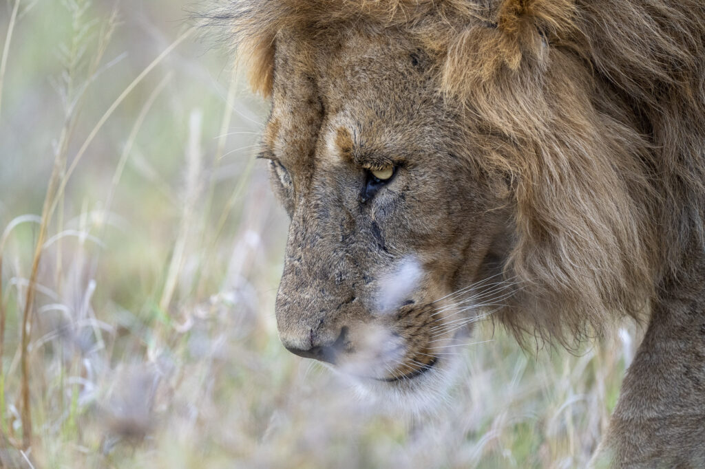 A male lion in Kenya's Masai Mara