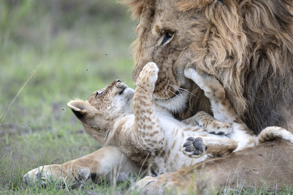 A rare gentle moment between a male lion and a cub in Kenya's Masai Mara