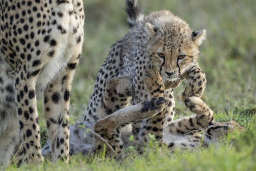 Cheetah cubs playing in Kenya's Masai Mara