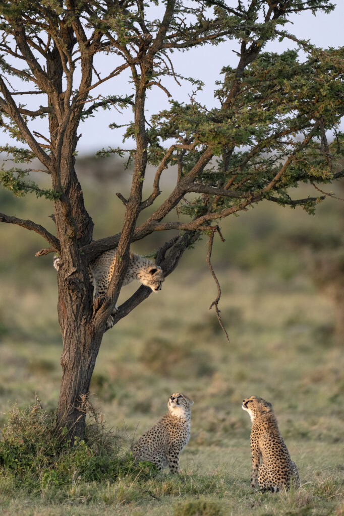 Cheetah cubs playing in a tree in Kenya's Masai Mara
