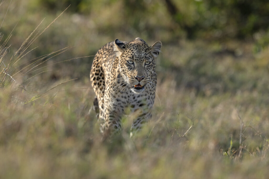 Tito the leopard walkes through the garasslands in Kenya's Masai Mara