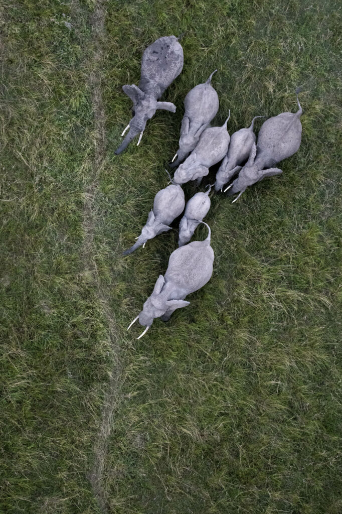 An elephant family in Kenya's Masai Mara