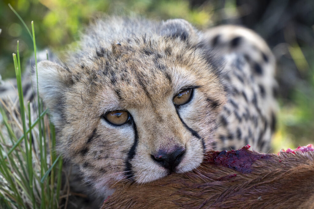 A cheetah cub feeds on a kill in Kenya's Masai Mara
