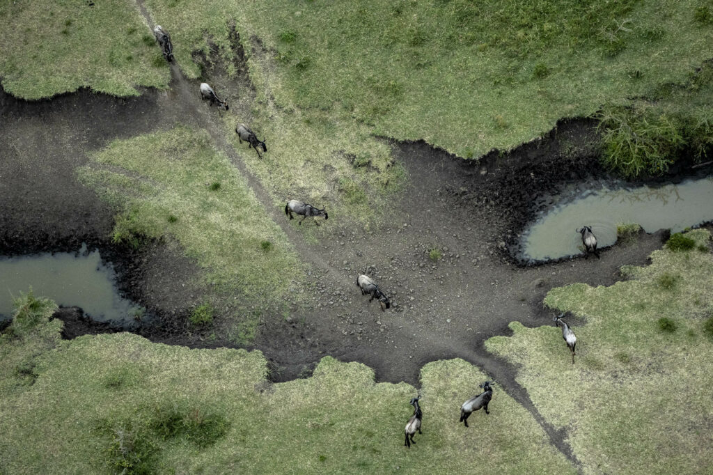 Wildebeest cross a stream bed in Kenya's Masai Mara