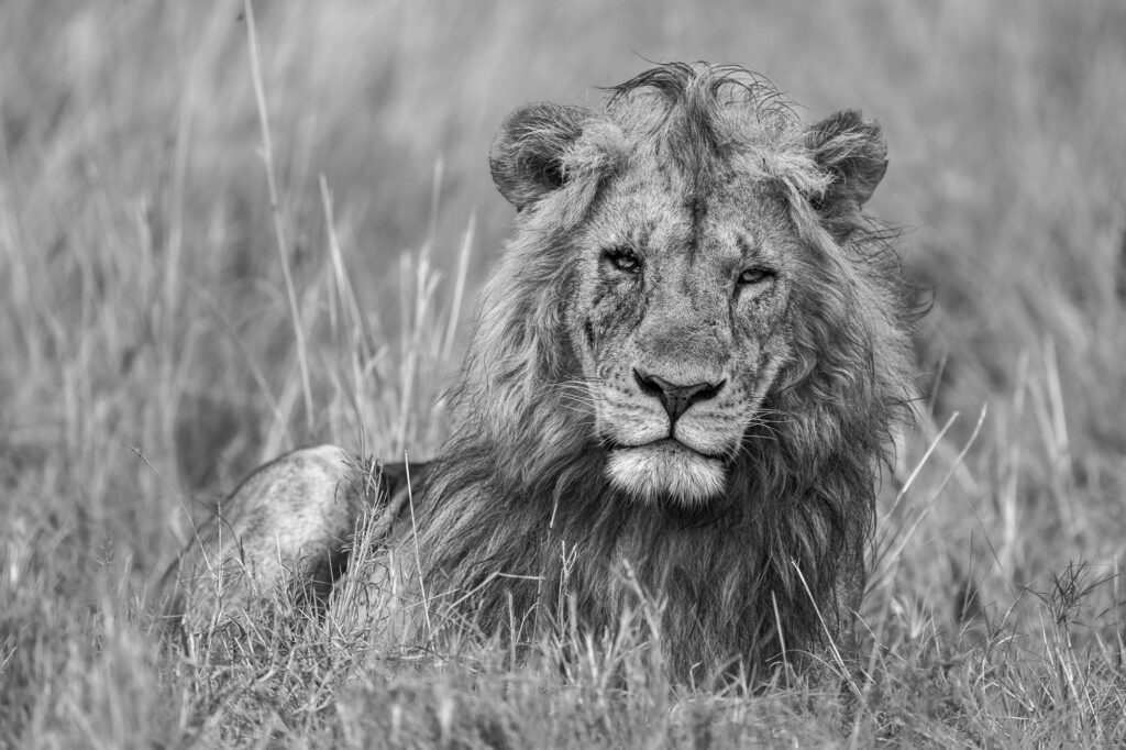 A male lion in Kenya's Masai Mara