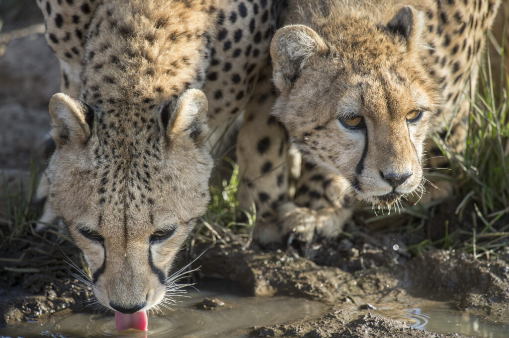 Two cheetahs drink in Kenya's Masai Mara